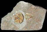 Ordovician Edrioasteroid (Spinadiscus) Fossil Pair - Morocco #46459-1